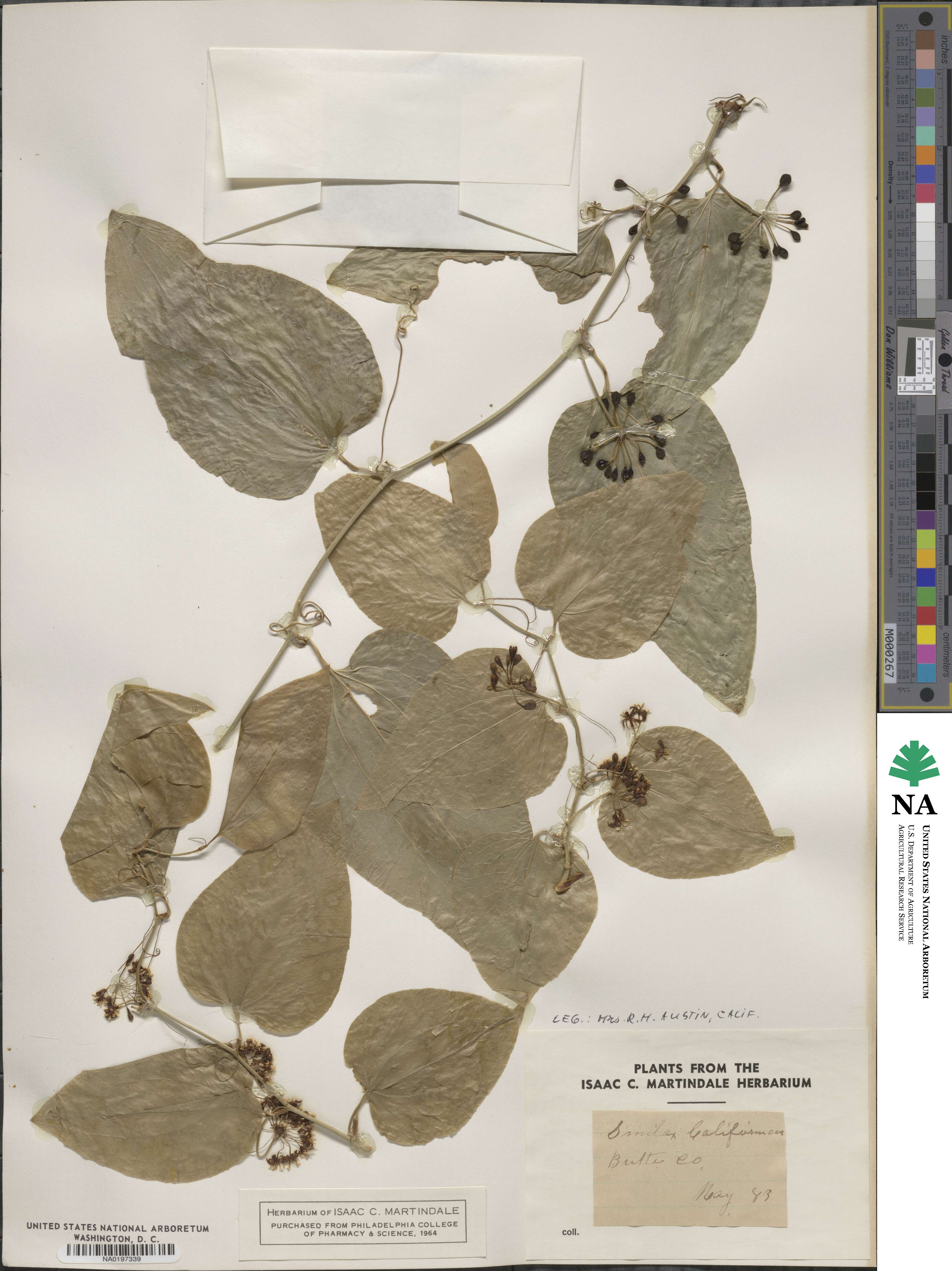 Smilax californica image