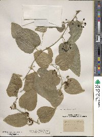 Smilax californica image