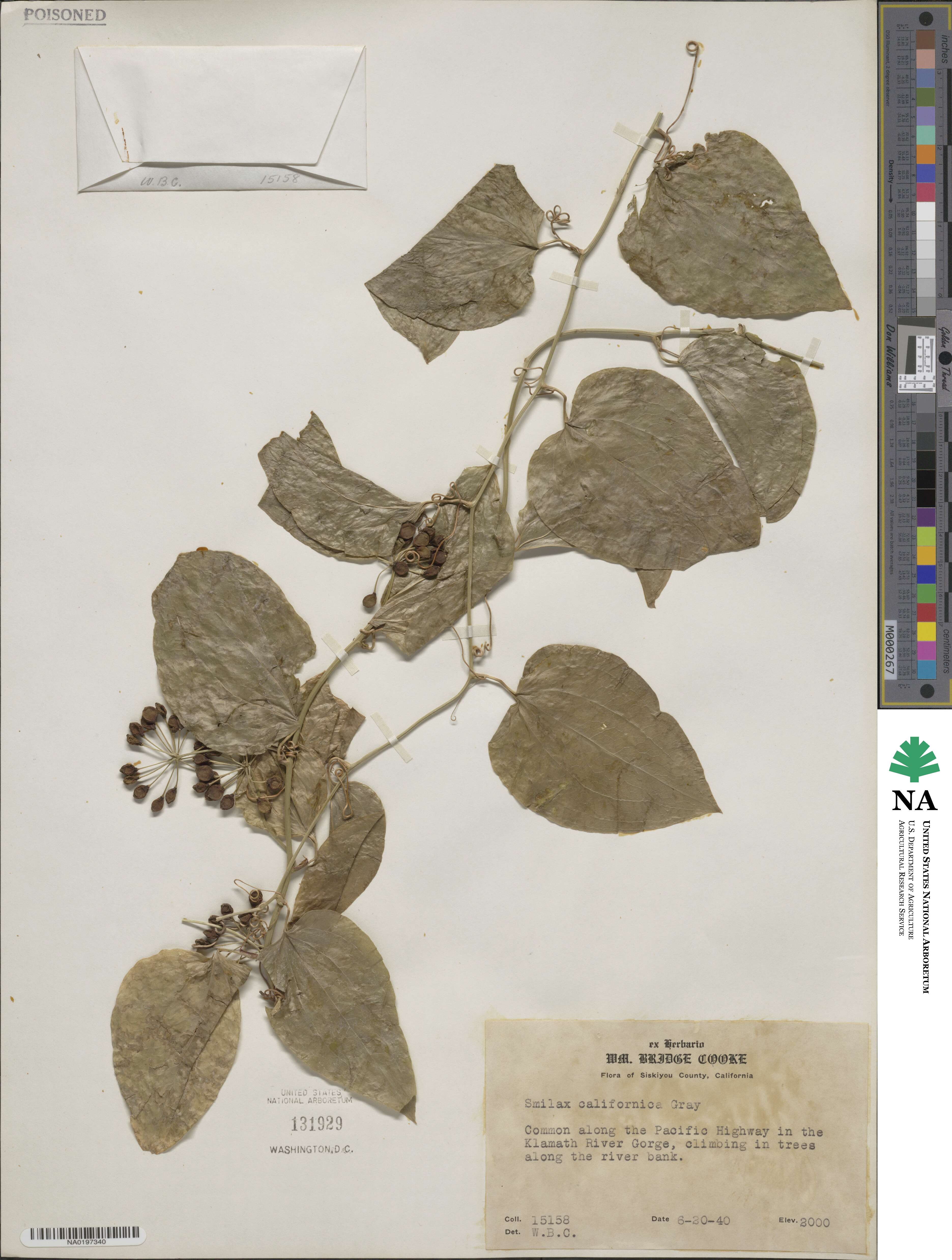 Smilax californica image