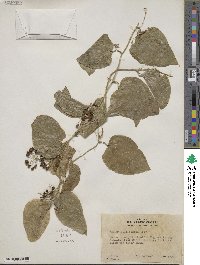 Smilax californica image