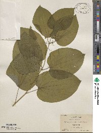 Smilax ecirrhata image