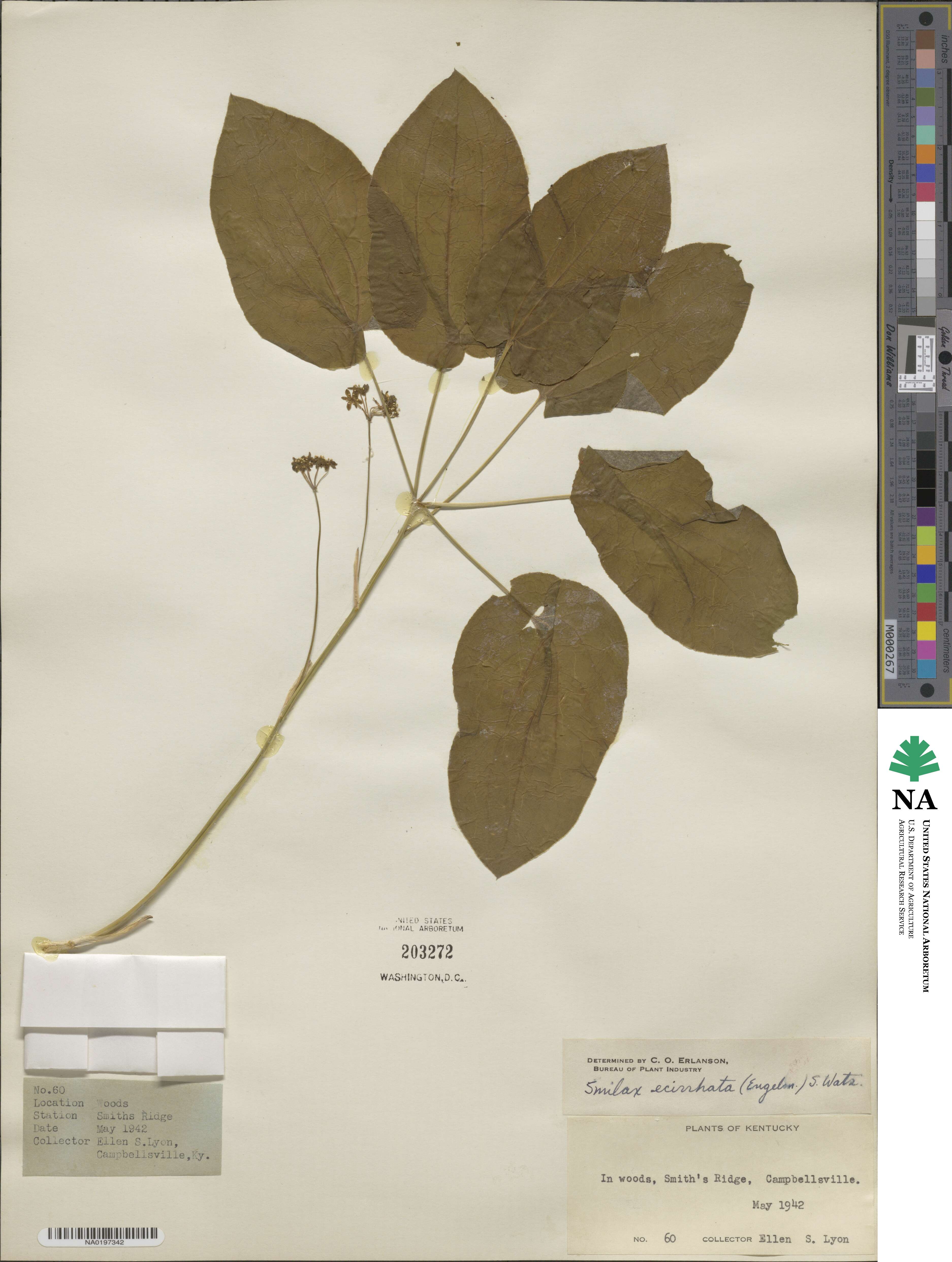 Smilax ecirrhata image