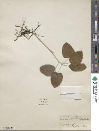 Smilax ecirrhata image