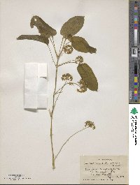 Smilax ecirrhata image