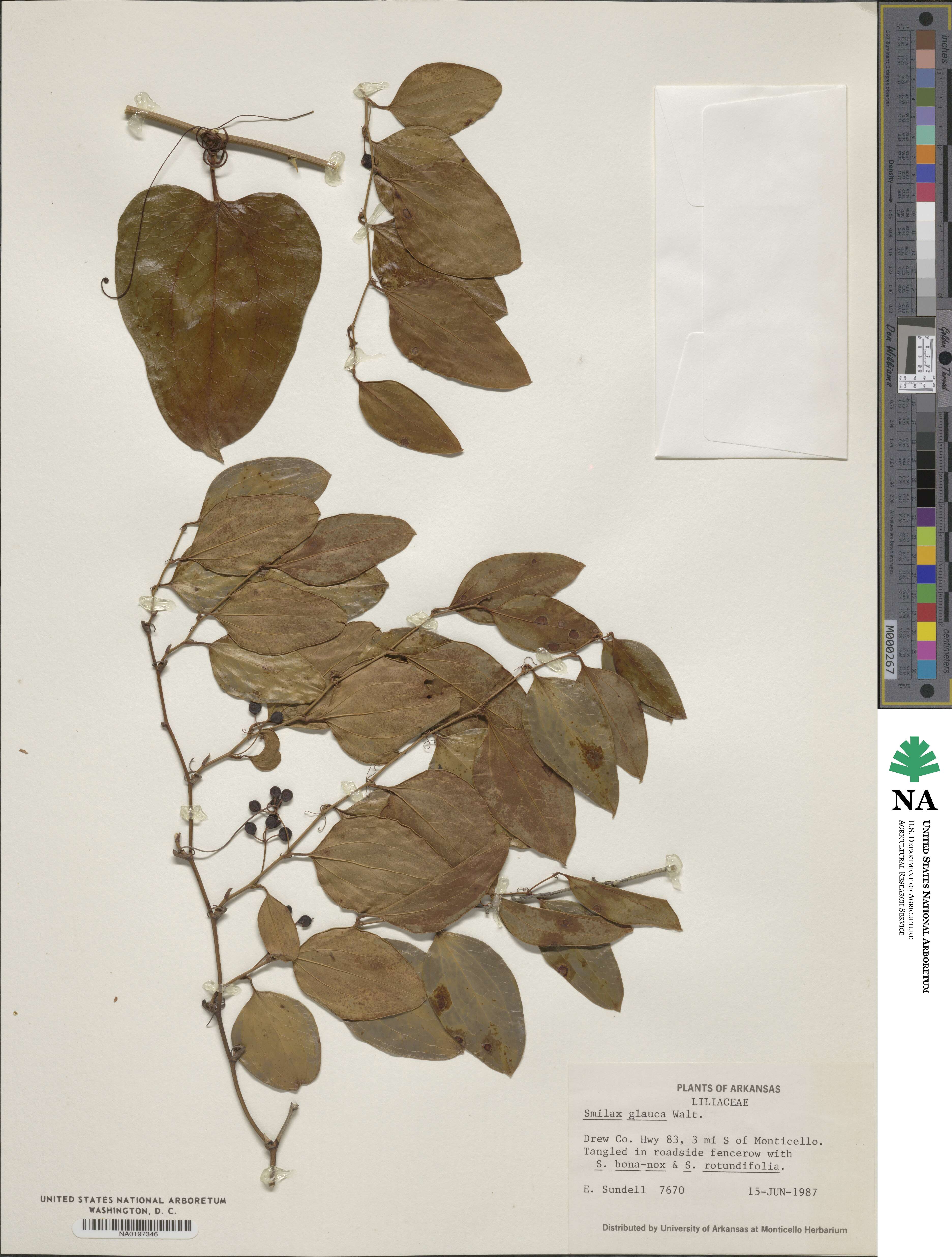 Smilax glauca image