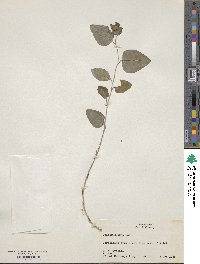 Smilax glauca image