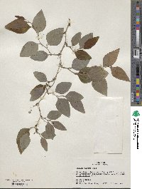 Smilax glauca image