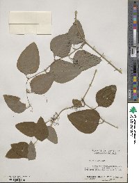 Smilax glauca image