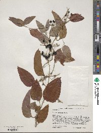 Smilax glauca image