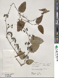 Smilax glauca image