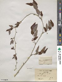 Smilax glauca image