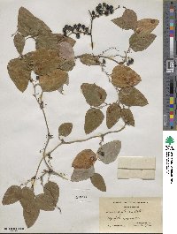 Smilax glauca image