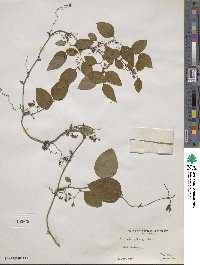 Smilax glauca image