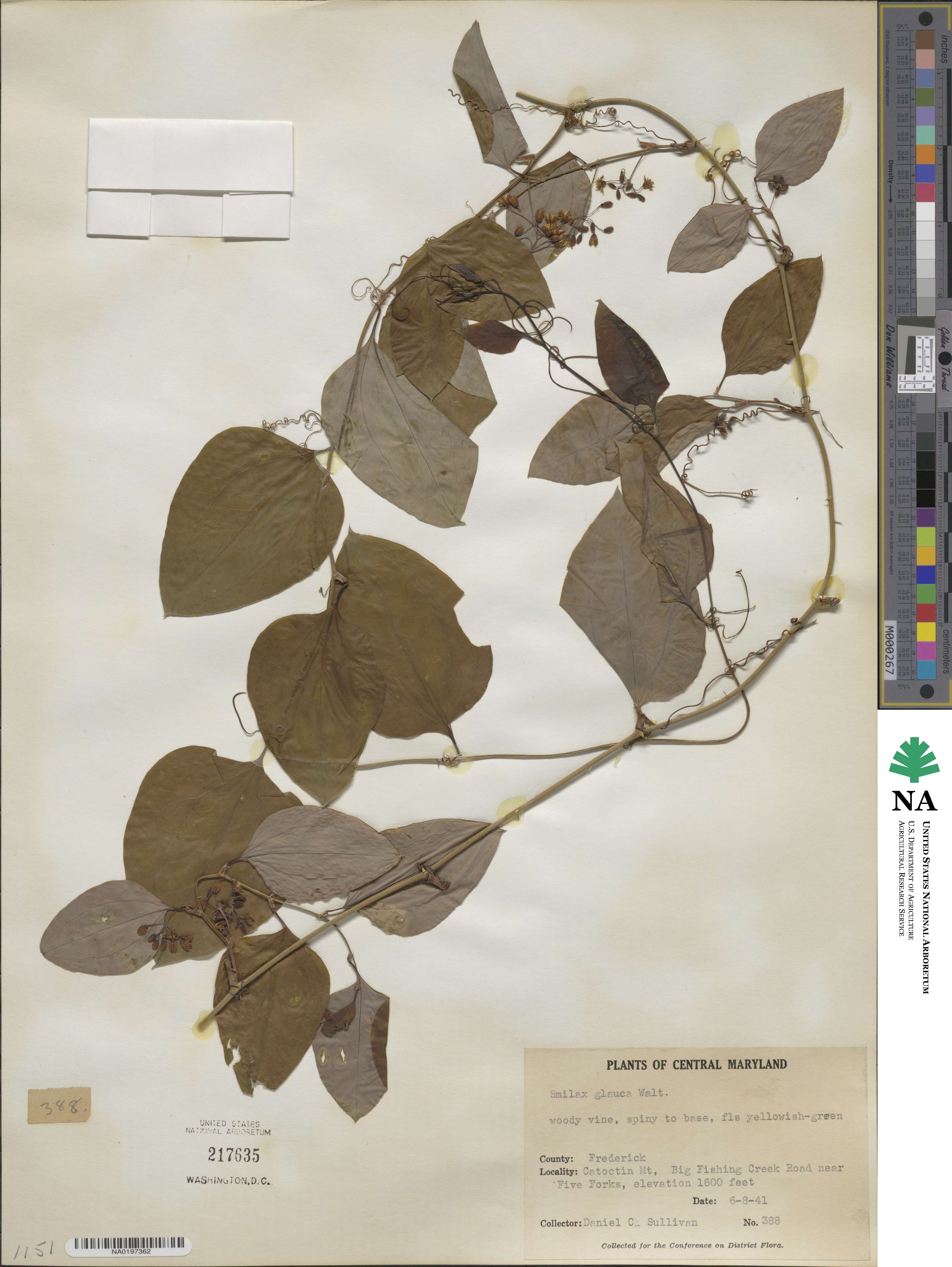 Smilax glauca image