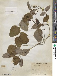 Smilax glauca image