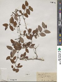 Smilax glauca image