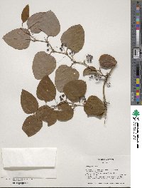 Smilax glauca image