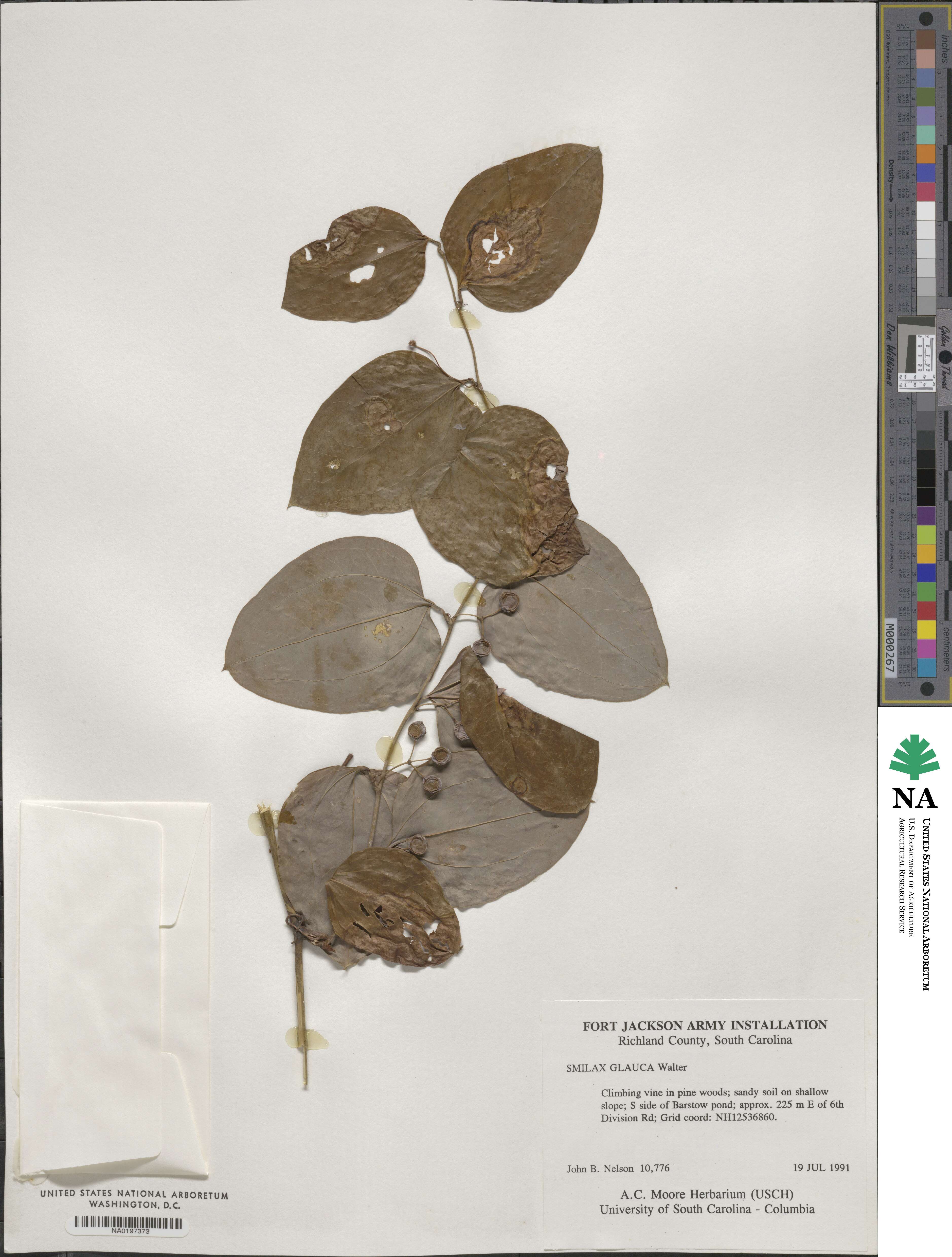 Smilax glauca image