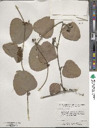 Smilax glauca image