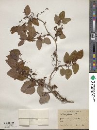 Smilax glauca image