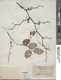 Smilax glauca image