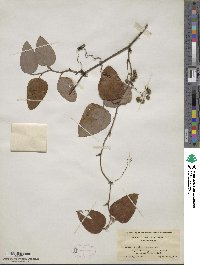 Smilax glauca image