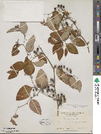 Smilax glauca image