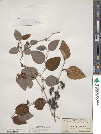 Smilax glauca image