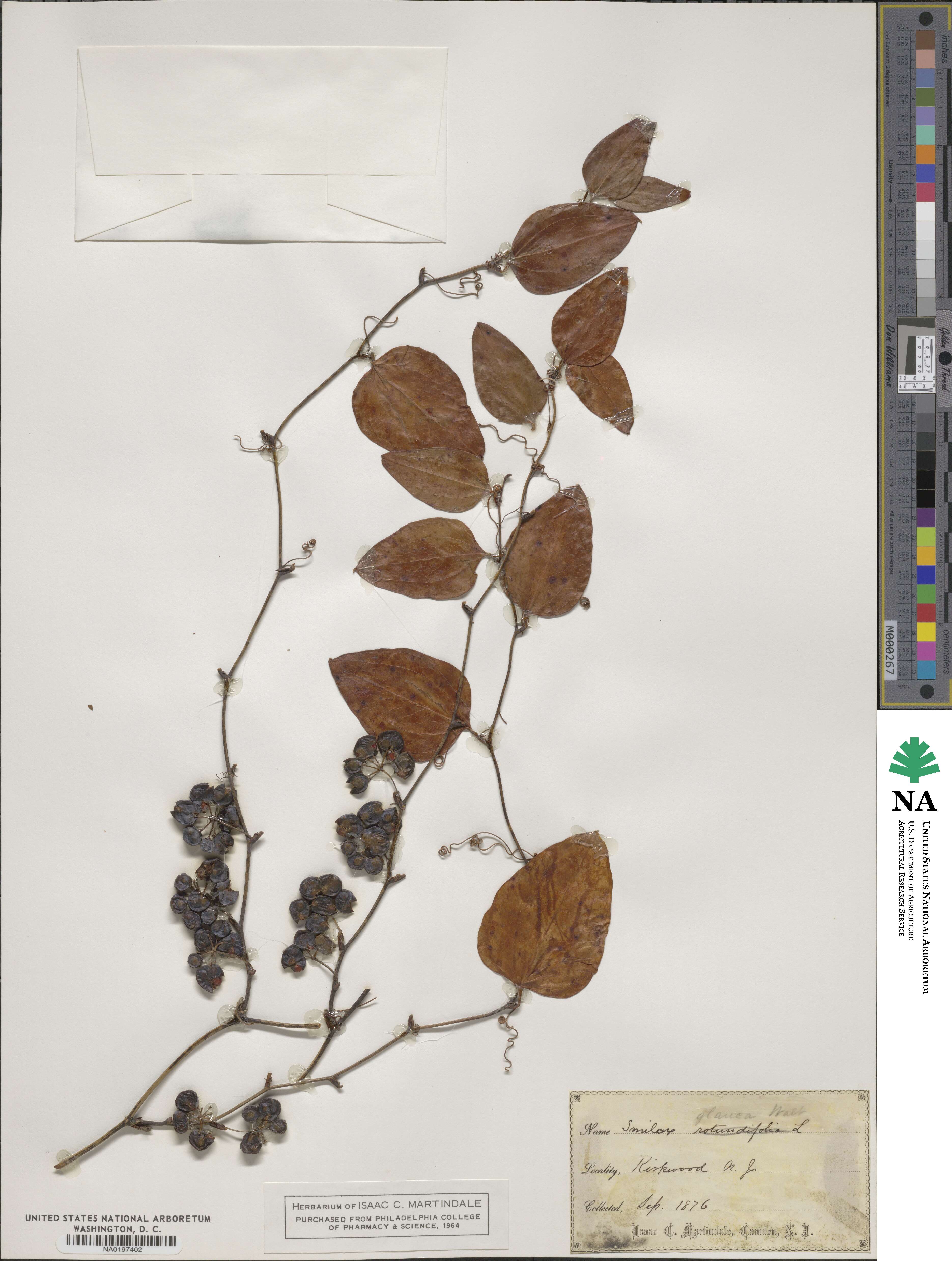 Smilax glauca image