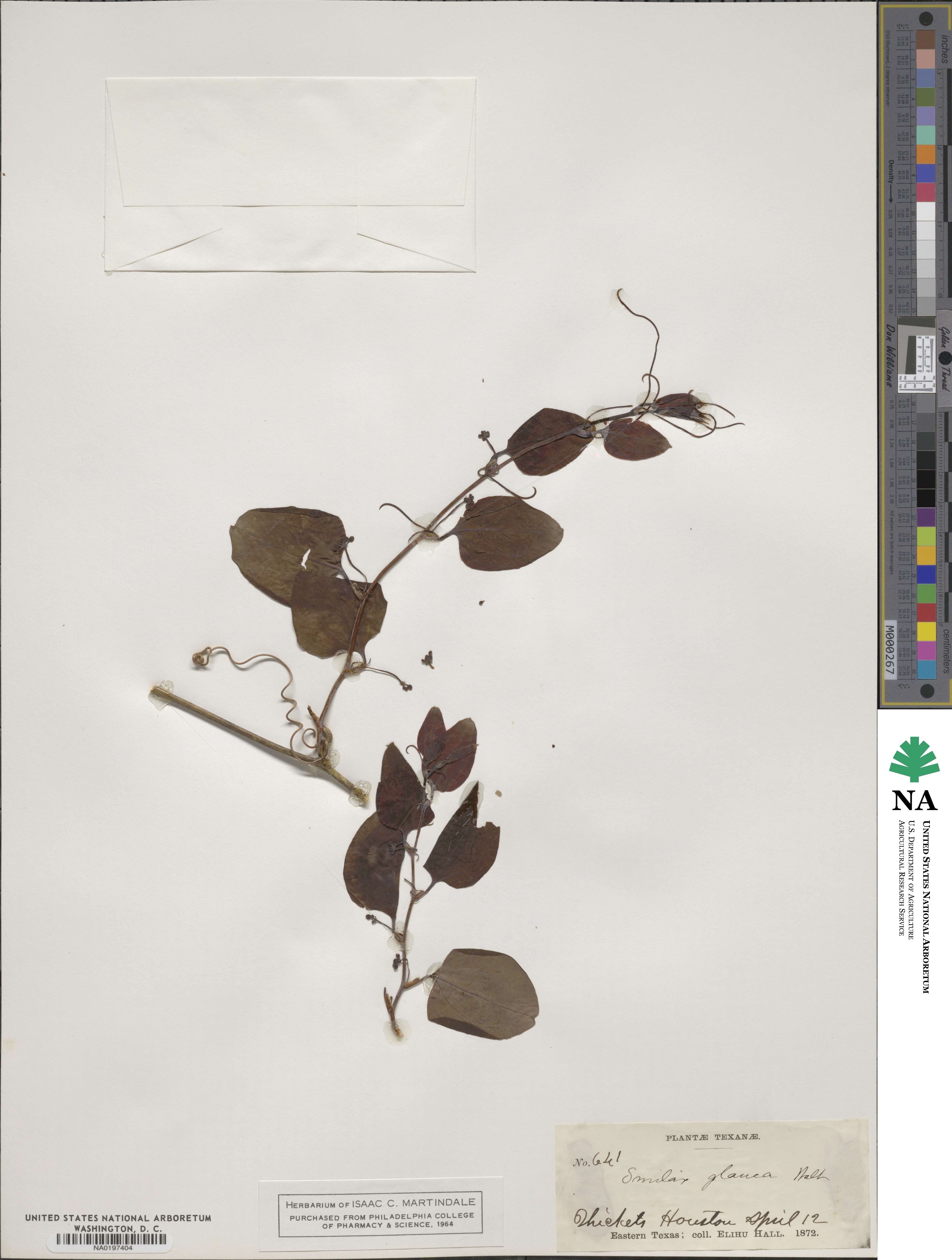 Smilax glauca image