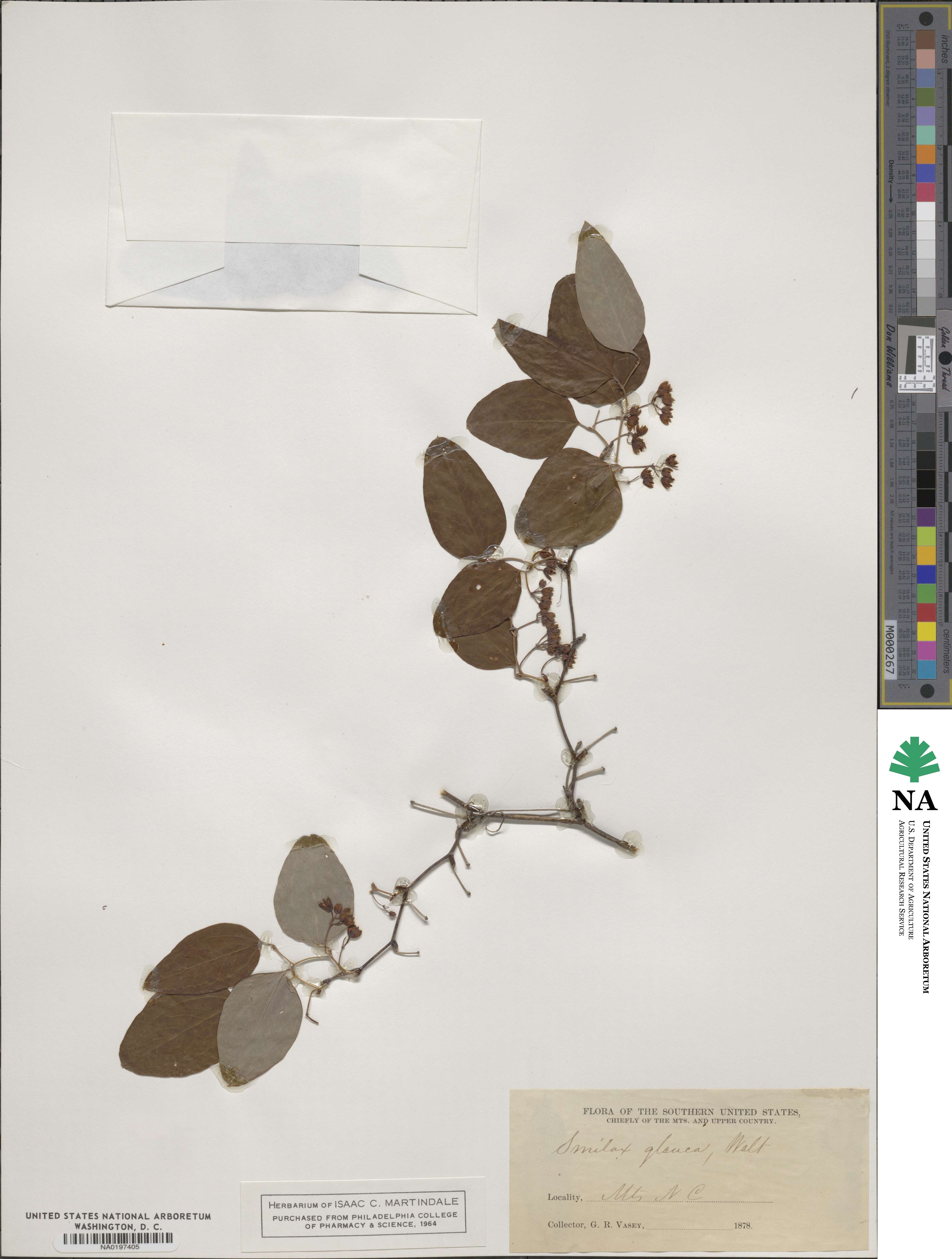 Smilax glauca image