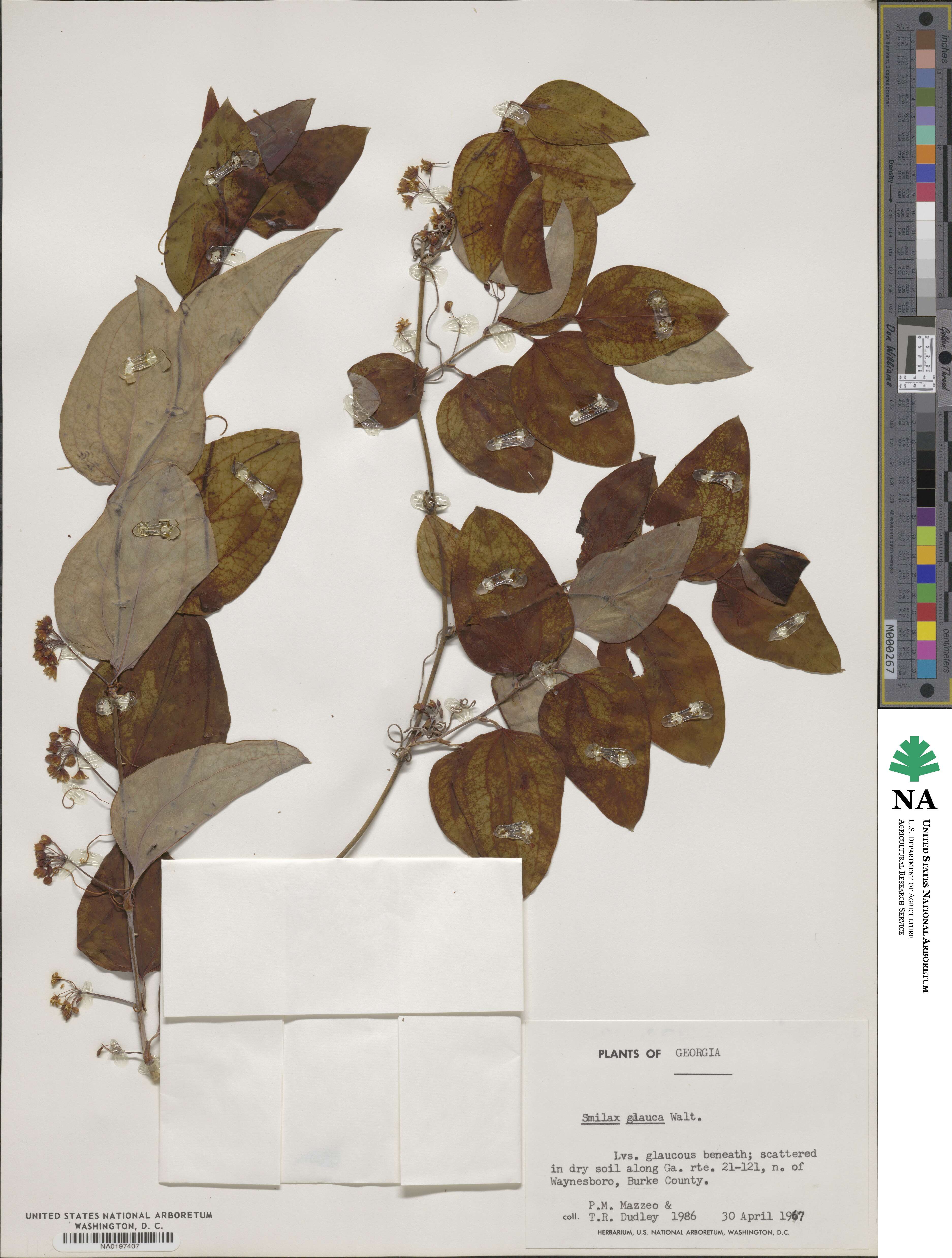 Smilax glauca image