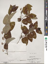 Smilax glauca image