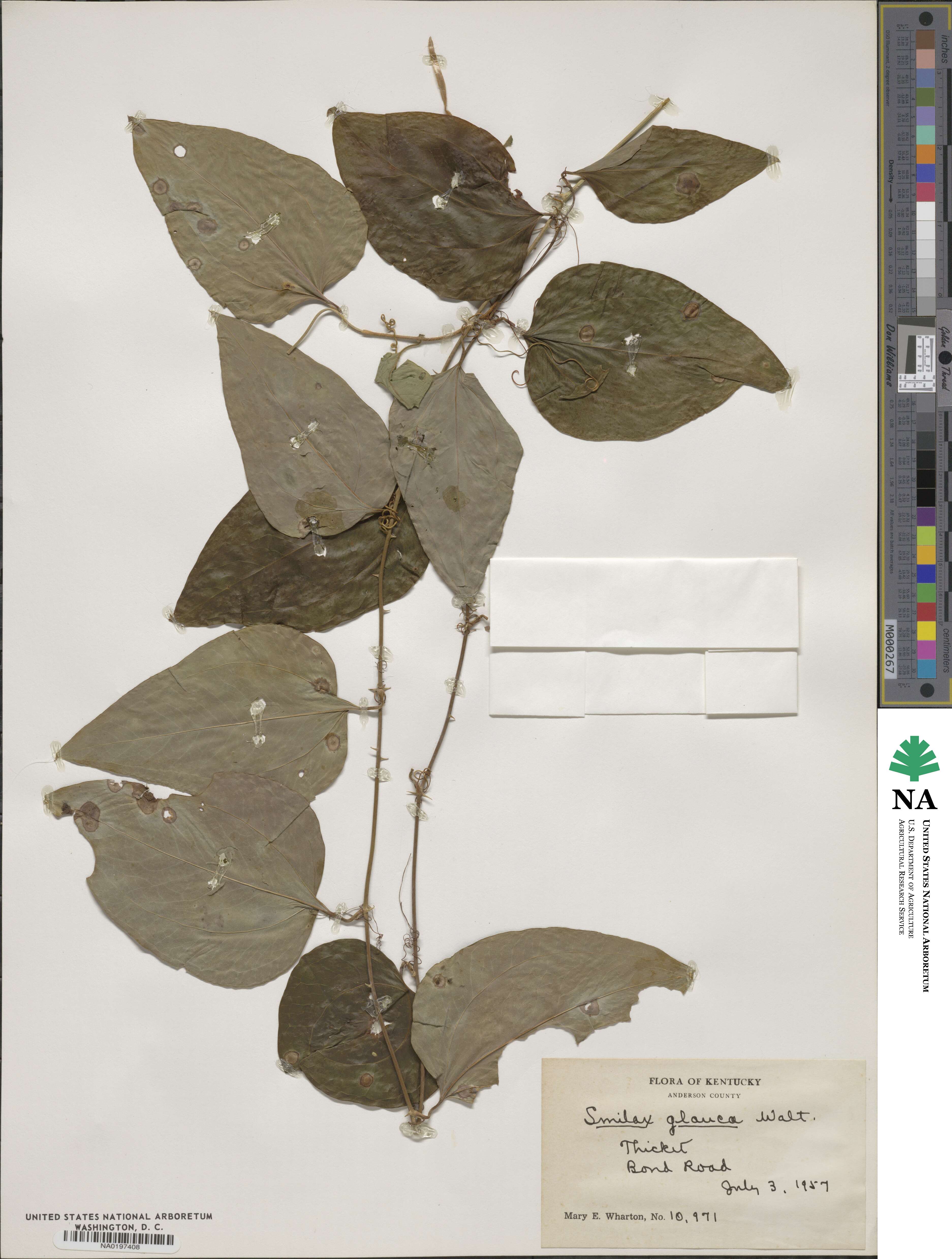 Smilax glauca image