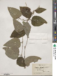 Smilax glauca image