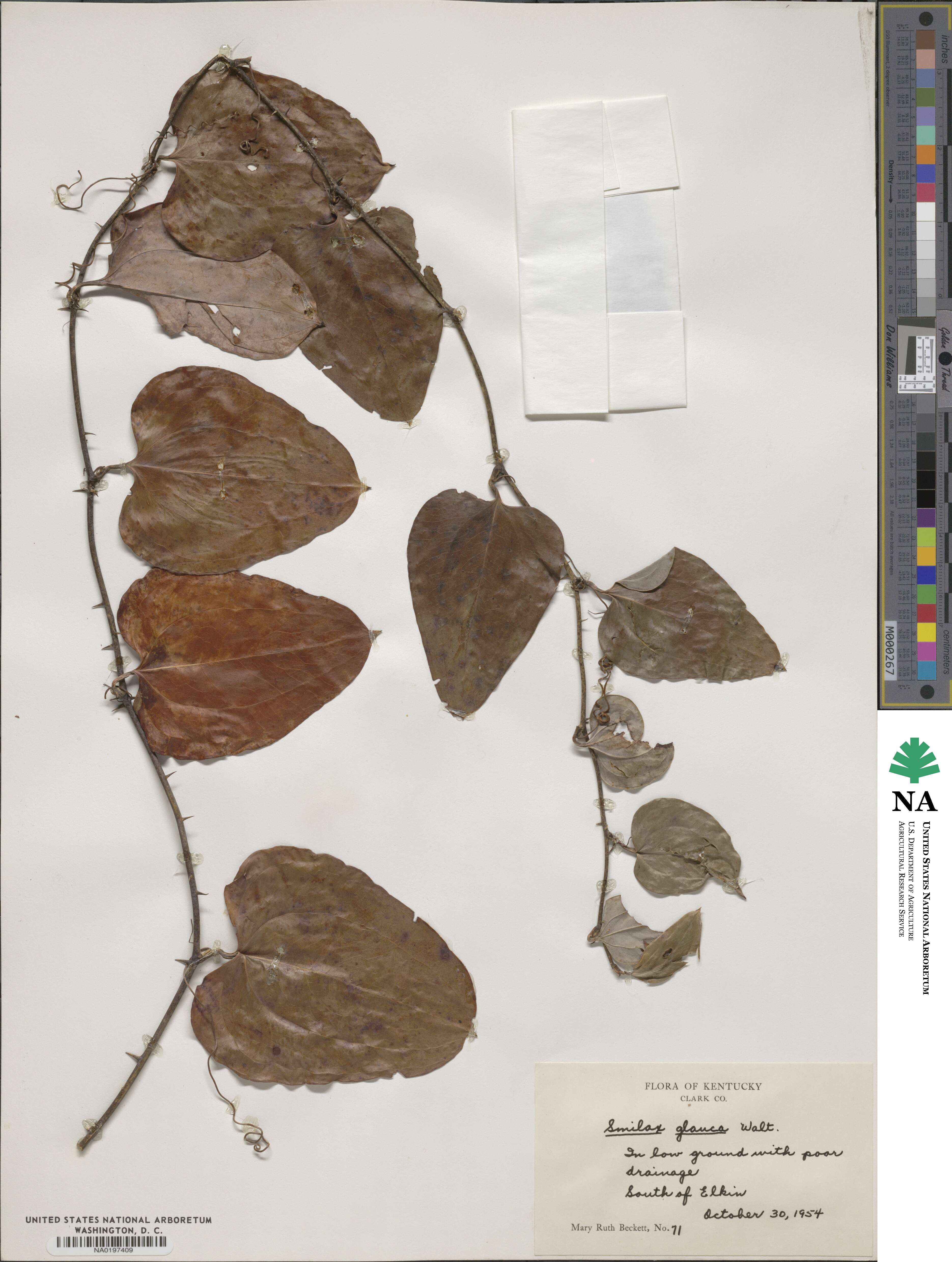 Smilax glauca image