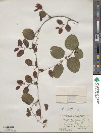 Smilax glauca image