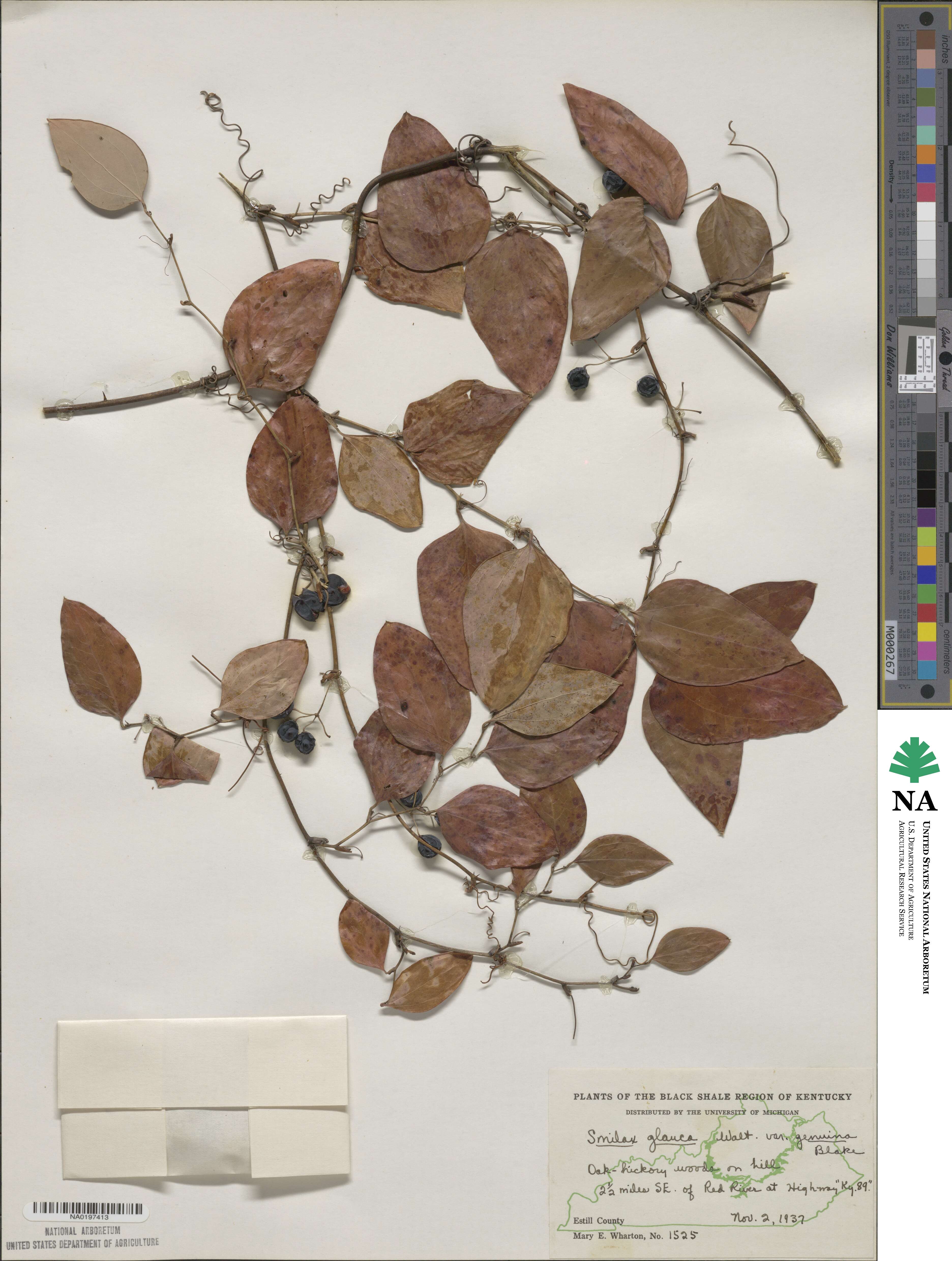 Smilax glauca image