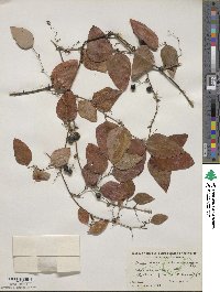 Smilax glauca image