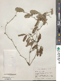 Smilax havanensis image