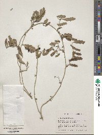 Smilax havanensis image