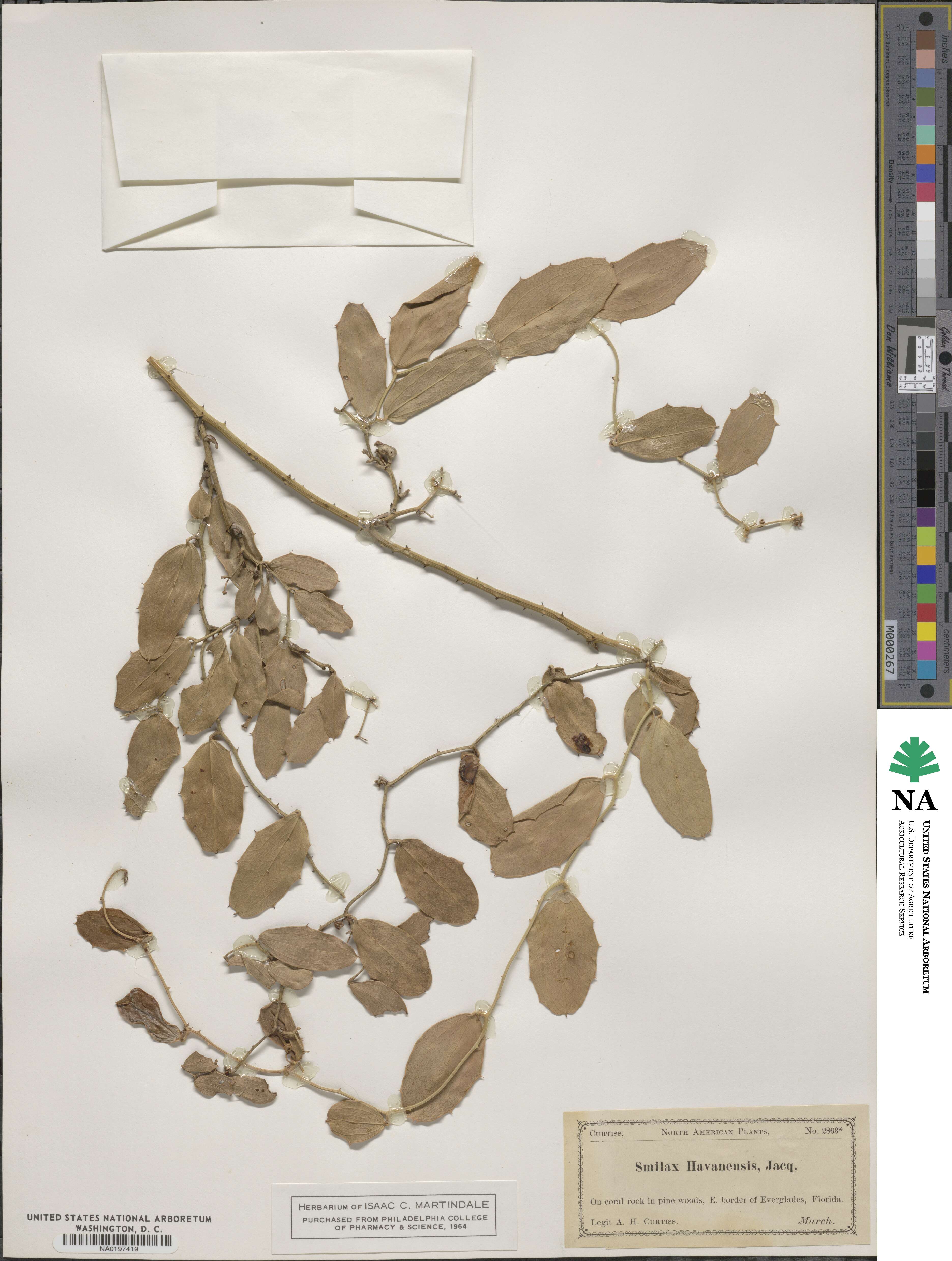 Smilax havanensis image