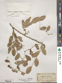 Smilax havanensis image