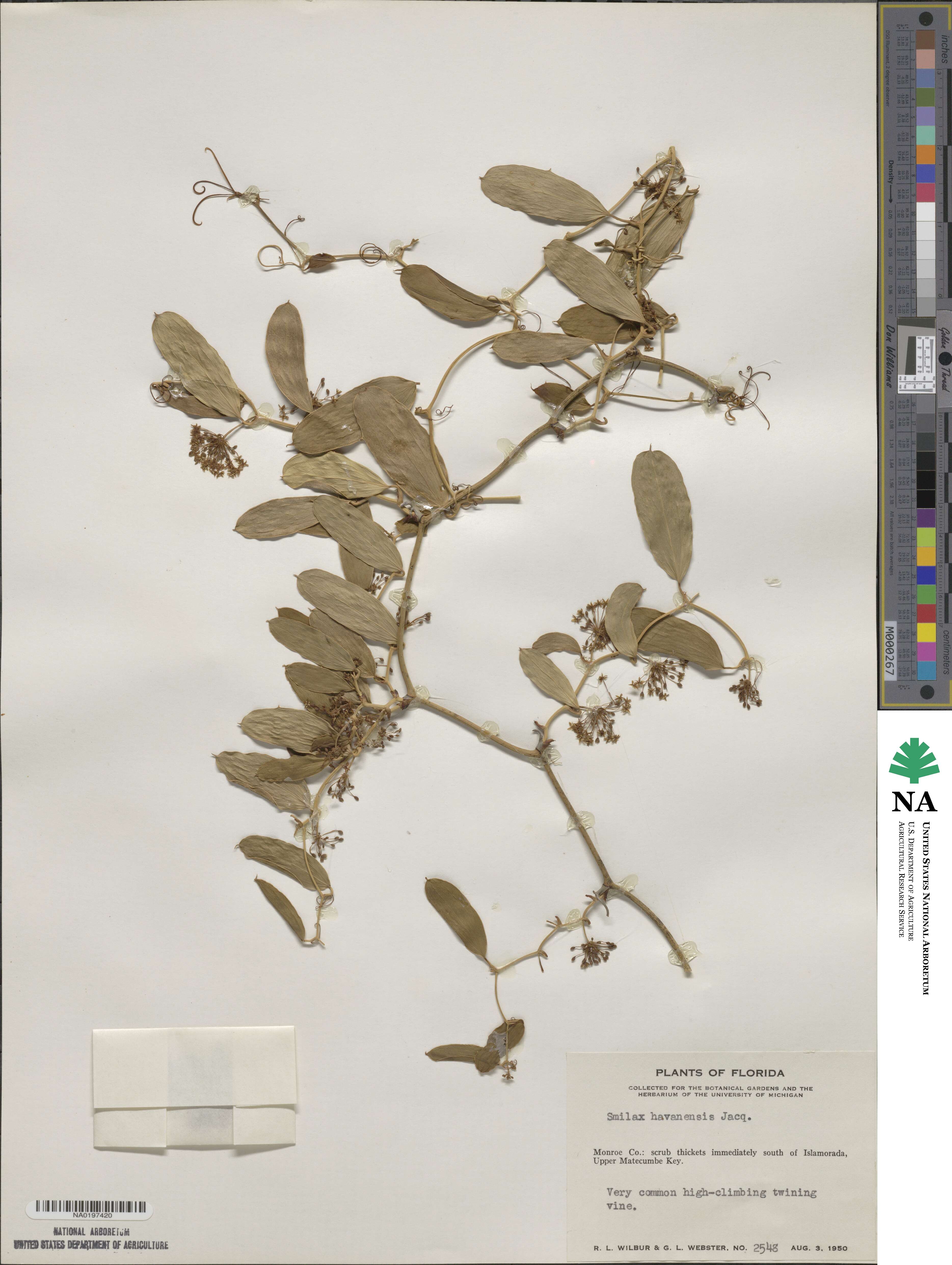 Smilax havanensis image