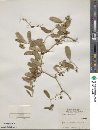 Smilax havanensis image