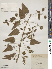 Smilax herbacea image