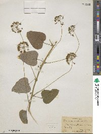 Smilax herbacea image