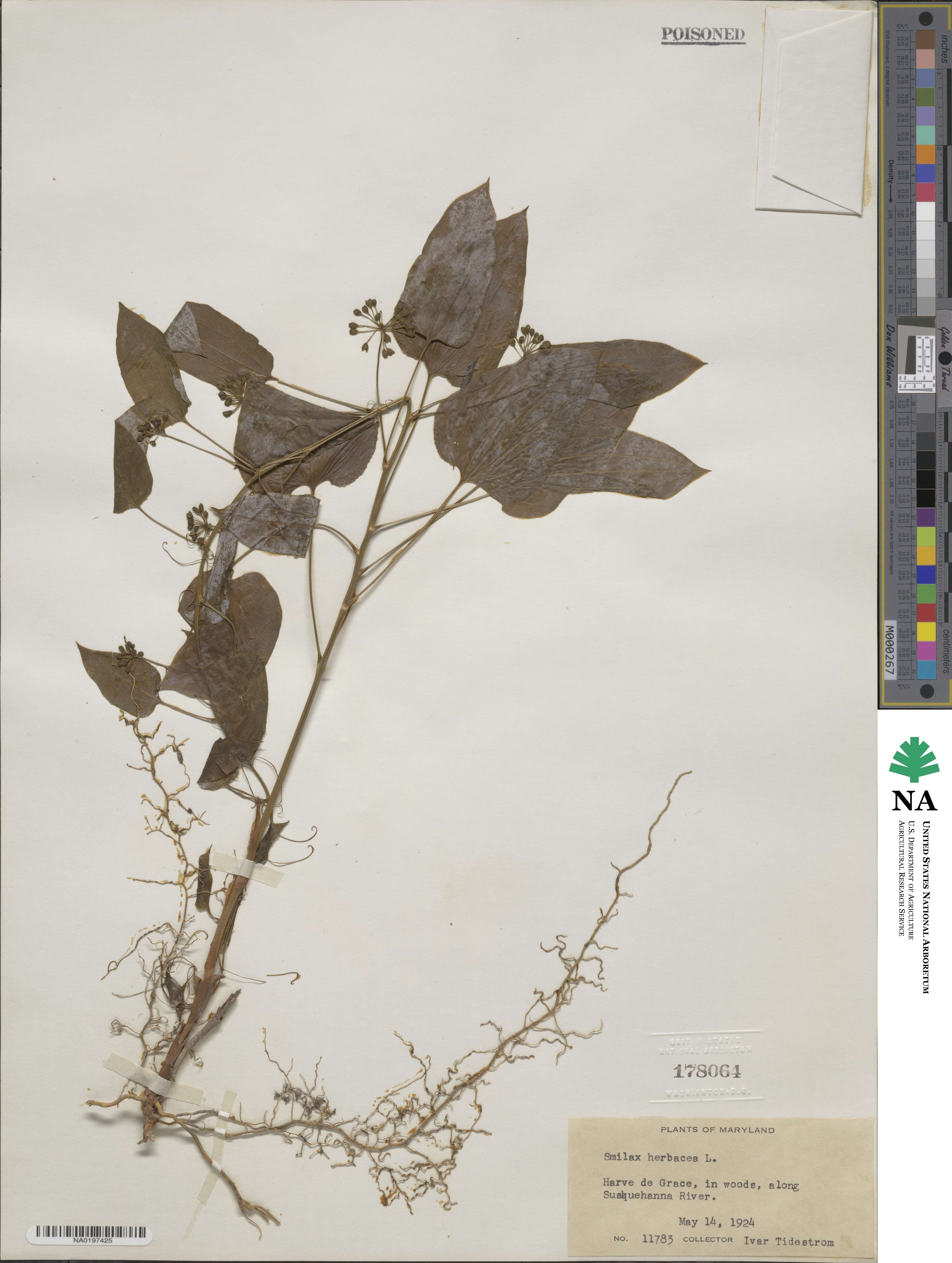 Smilax herbacea image