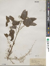 Smilax herbacea image