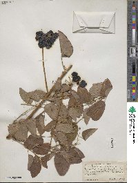 Smilax herbacea image